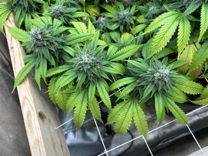 OSS - Do-Si-Dos OG. Week 21