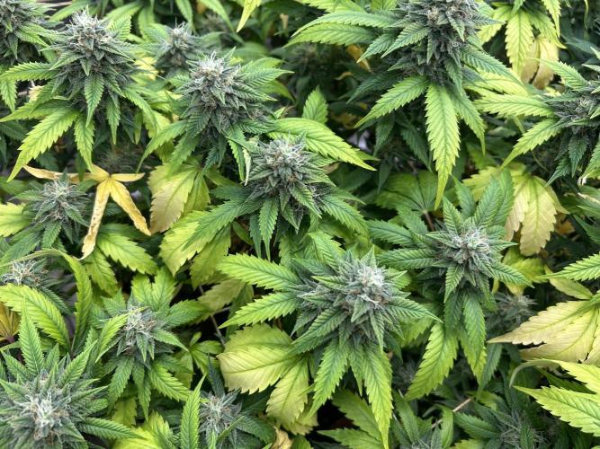 OSS - Do-Si-Dos OG. Week 21