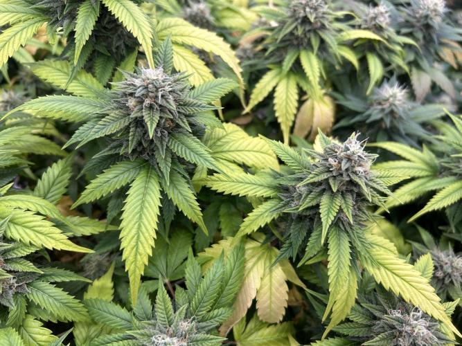 OSS - Do-Si-Dos OG. Week 21