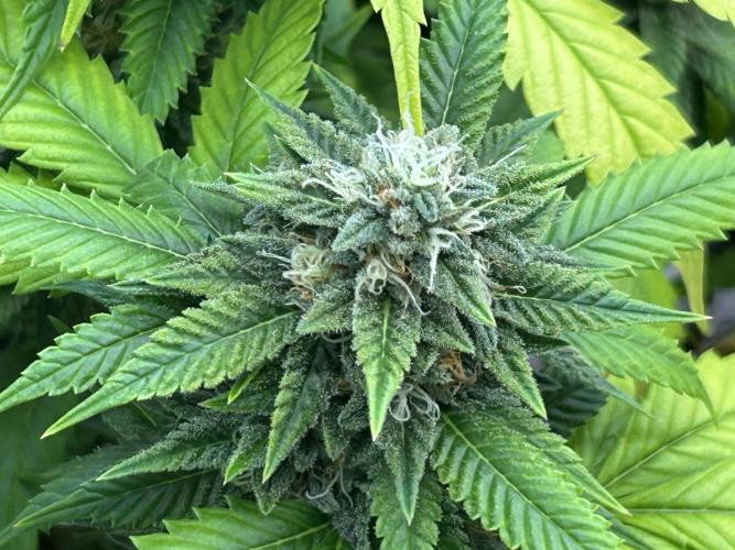 OSS - Do-Si-Dos OG. Week 21