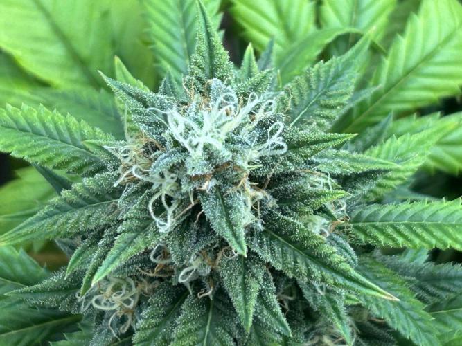 OSS - Do-Si-Dos OG. Week 21