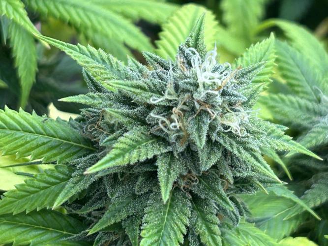 OSS - Do-Si-Dos OG. Week 21