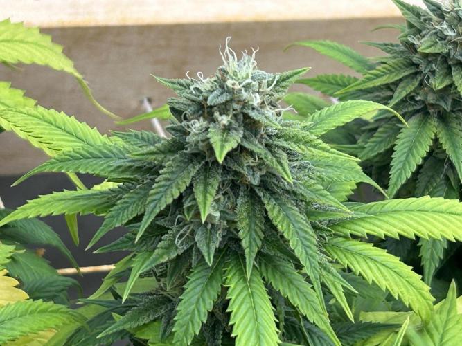 OSS - Do-Si-Dos OG. Week 21