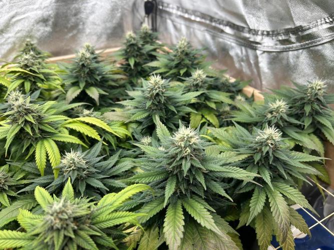 OSS - Sherbet Moonrocks. Week 21