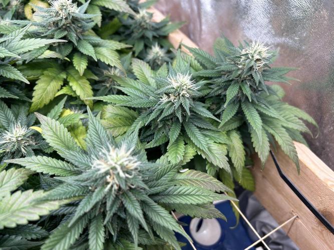 OSS - Sherbet Moonrocks. Week 21