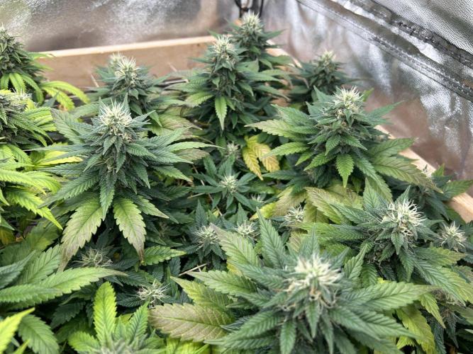 OSS - Sherbet Moonrocks. Week 21