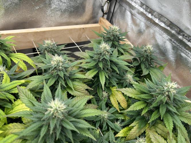 OSS - Sherbet Moonrocks. Week 21