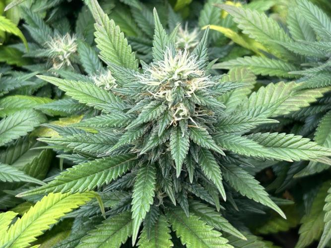 OSS - Sherbet Moonrocks. Week 21