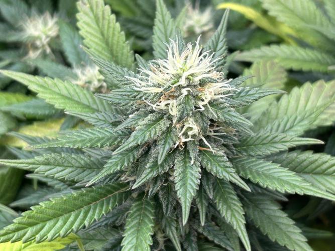 OSS - Sherbet Moonrocks. Week 21