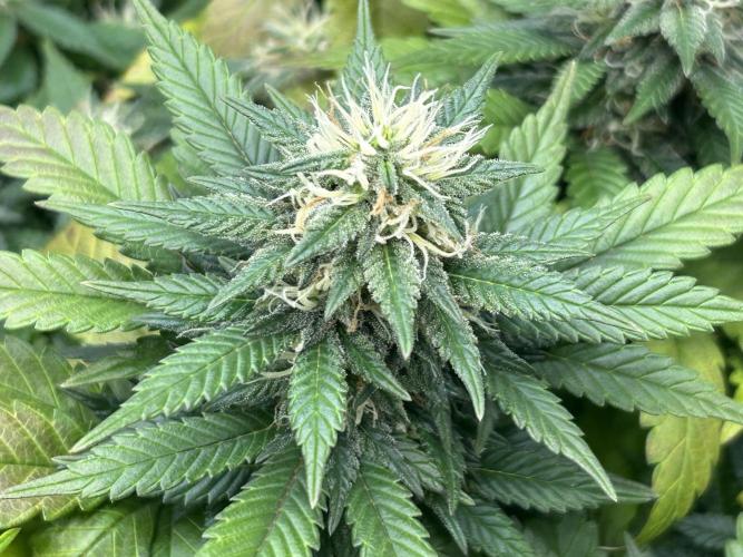 OSS - Sherbet Moonrocks. Week 21