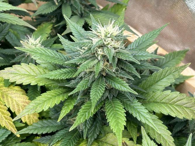 OSS - Sherbet Moonrocks. Week 21