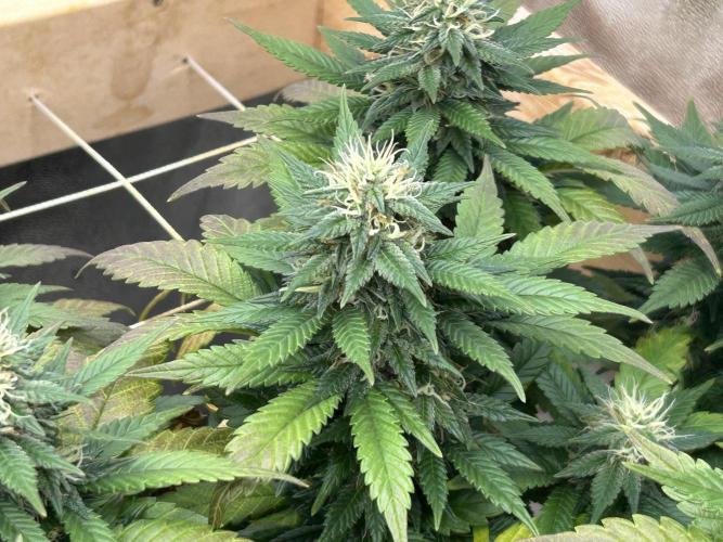 OSS - Sherbet Moonrocks. Week 21