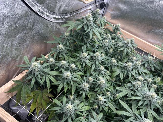 Kannabia - Pink Gelato. Week 21