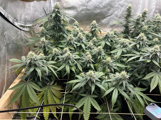 Kannabia - Pink Gelato. Week 21