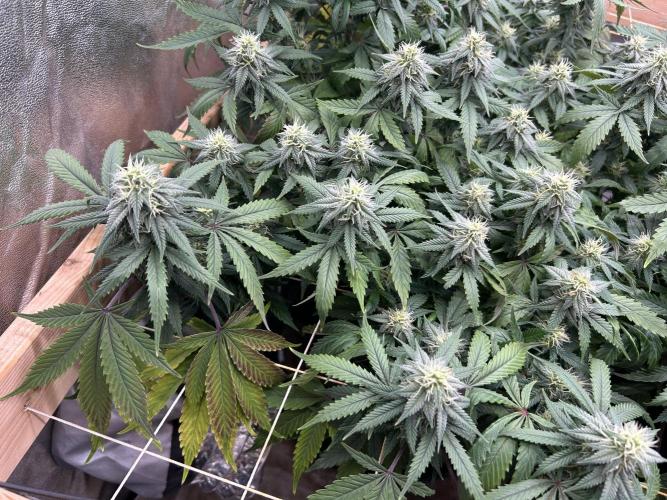 Kannabia - Pink Gelato. Week 21