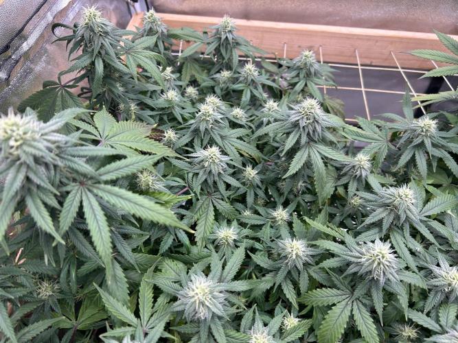 Kannabia - Pink Gelato. Week 21