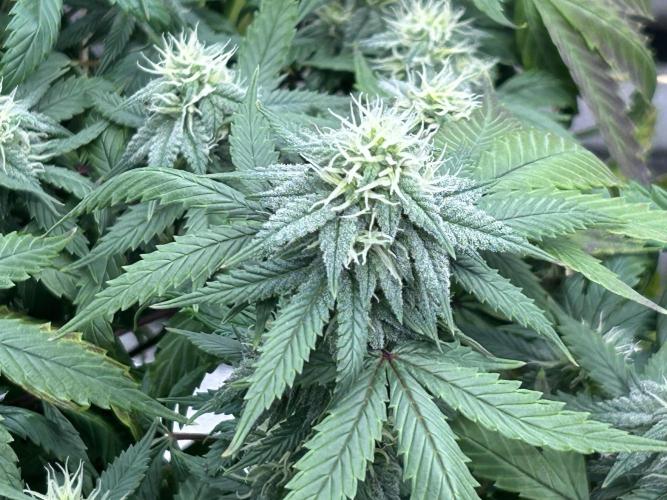 Kannabia - Pink Gelato. Week 21