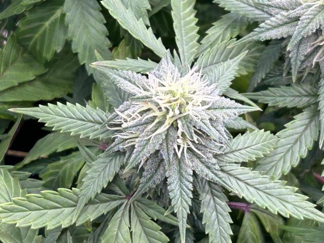 Kannabia - Pink Gelato. Week 21