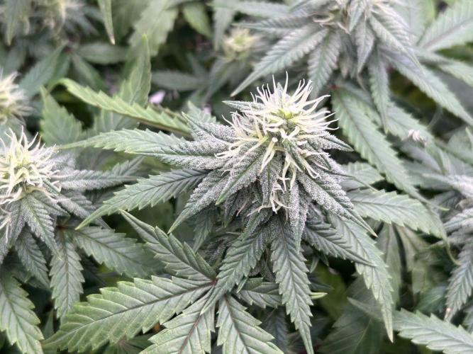 Kannabia - Pink Gelato. Week 21