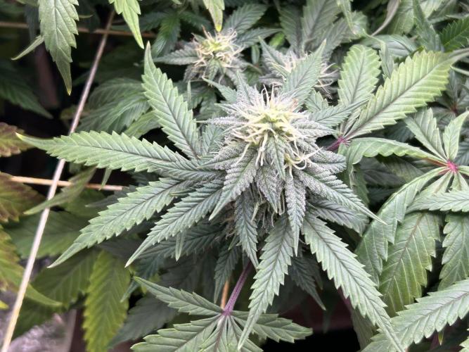 Kannabia - Pink Gelato. Week 21