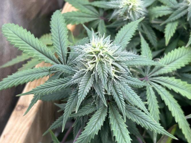 Kannabia - Pink Gelato. Week 21