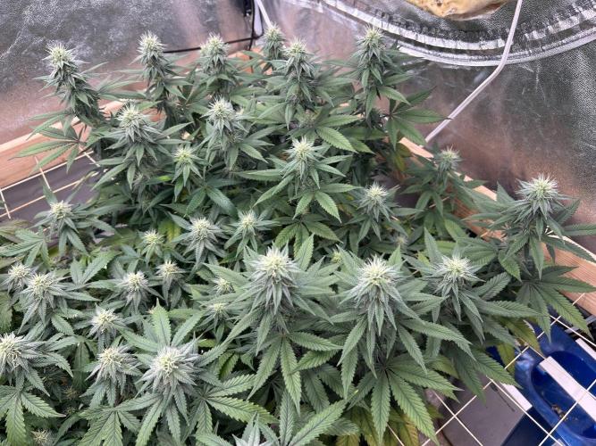 Kannabia - Apple Fritter. Week 21