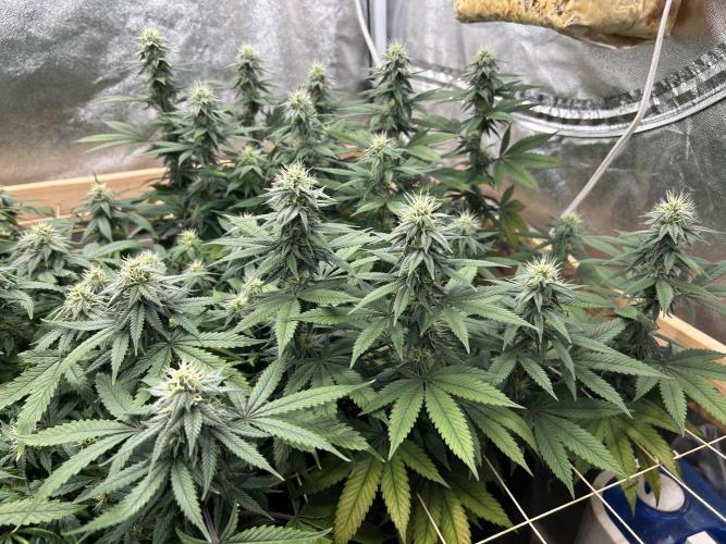 Kannabia - Apple Fritter. Week 21