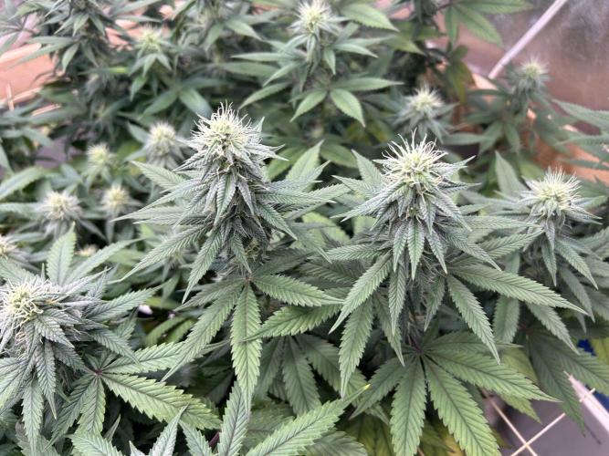 Kannabia - Apple Fritter. Week 21