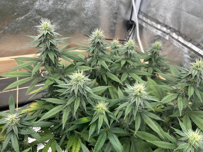 Kannabia - Apple Fritter. Week 21