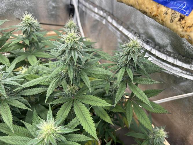 Kannabia - Apple Fritter. Week 21