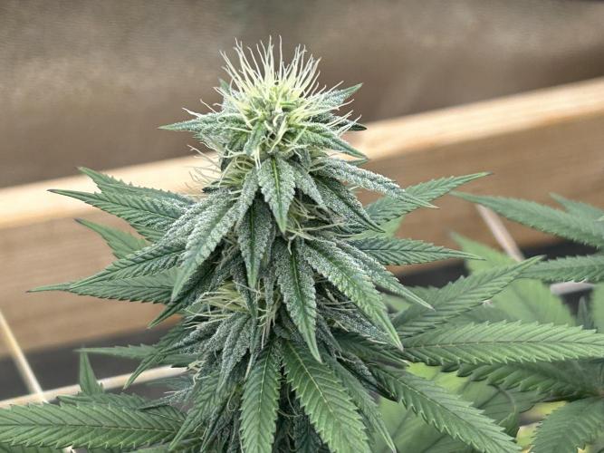 Kannabia - Apple Fritter. Week 21