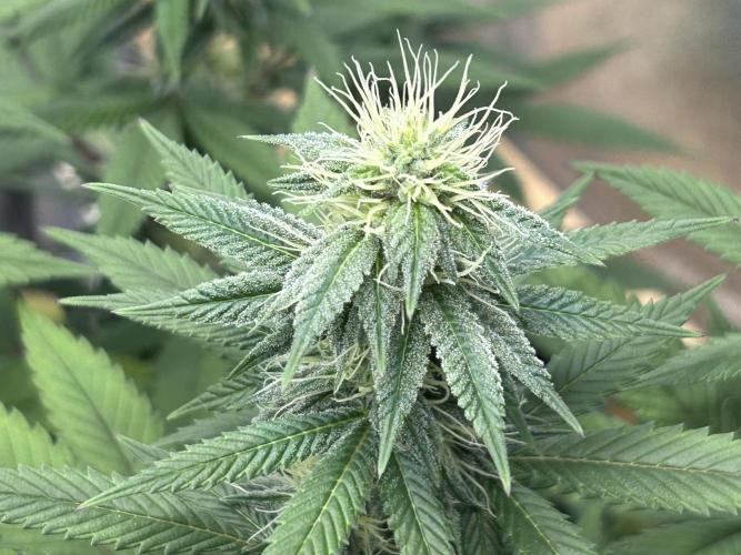 Kannabia - Apple Fritter. Week 21