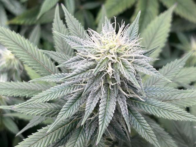 Kannabia - Apple Fritter. Week 21