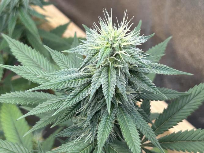 Kannabia - Apple Fritter. Week 21