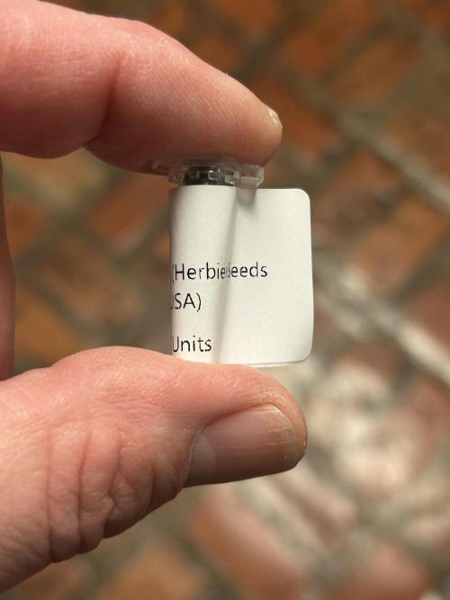 HS - Purple Kush. Week 0