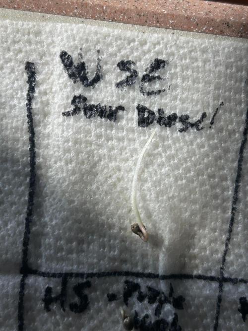 WSE - Sour Diesel. Week 0 - 1/26/26 - Day 3
