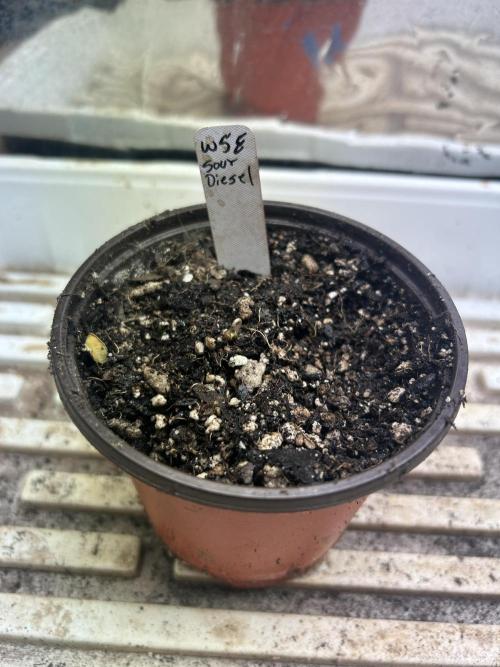 WSE - Sour Diesel. Week 0 - 1/26/26