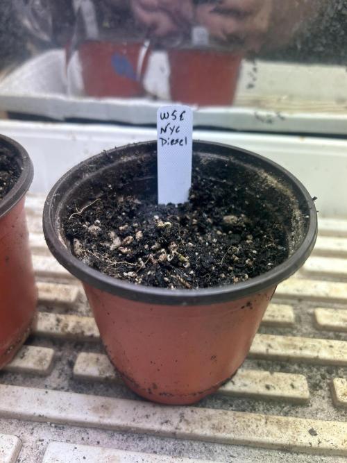 WSE - NYC Diesel. Week 0 - 1/27/26 - Day 4