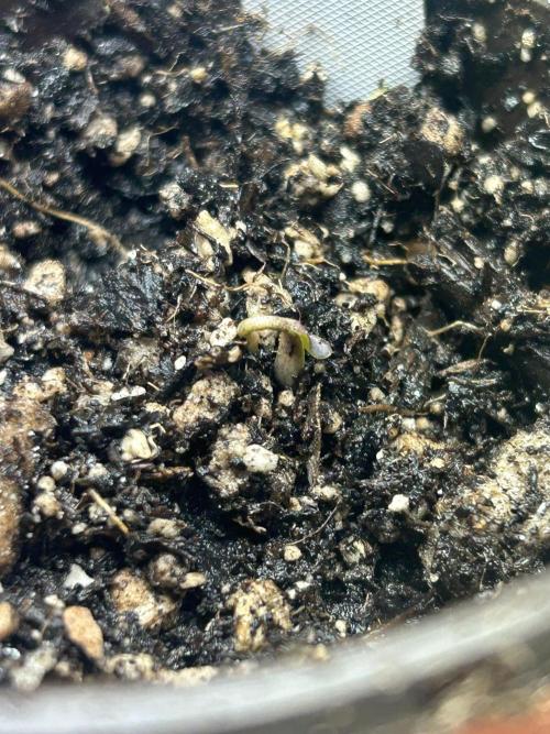 HS - Purple Kush. Week 0