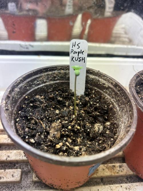 HS - Purple Kush. Week 0 - 1/28/26