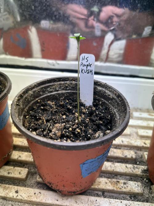 HS - Purple Kush. Week 0 - 1/29/26