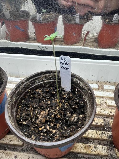 HS - Purple Kush. Week 0 - 1/30/26 - Day 7