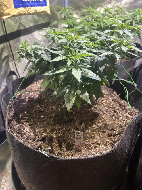 BF - Super Boof. Week 12 - 1/31/26