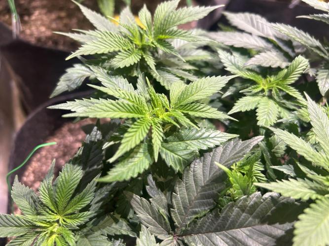 BF - Super Boof. Week 12