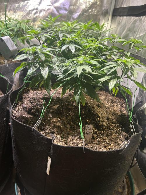 BF - RS11 x Banana OG. Week 12 - 1/31/26