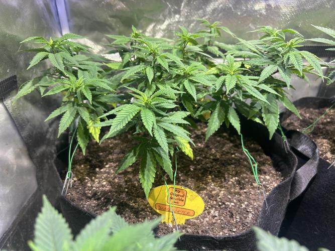 OSS - Blackwater. Week 15 - 1/31/26