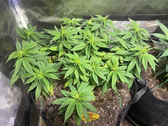 OSS - Blackwater. Week 15