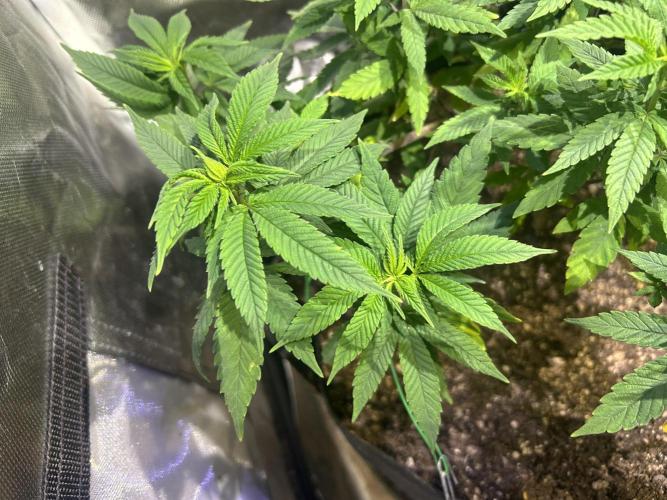 OSS - Blackwater. Week 15