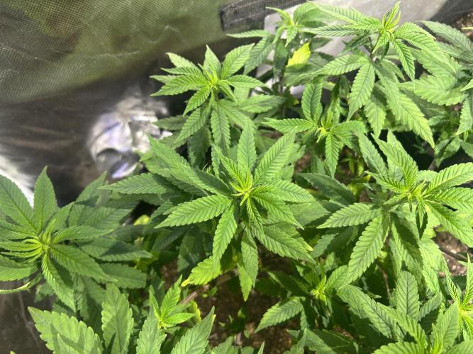 OSS - Blackwater. Week 15