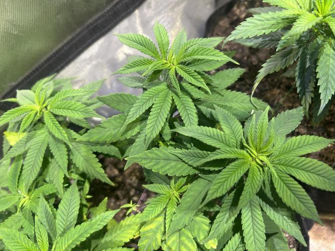 OSS - Blackwater. Week 15